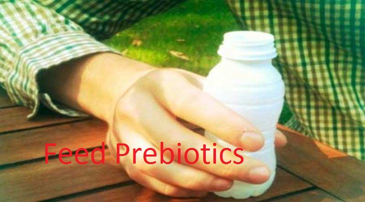 Global Feed Prebiotics Market
