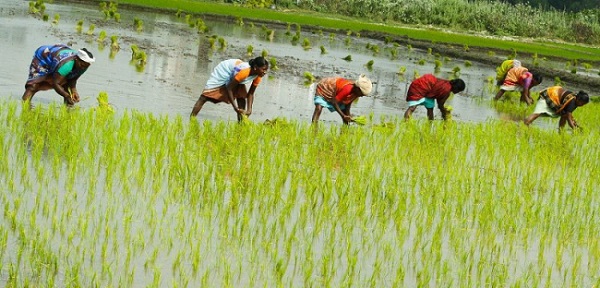 Vietnam Rice Paddy Industry