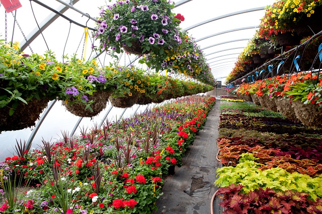 Global Greenhouse and Nursery and Flowers Market