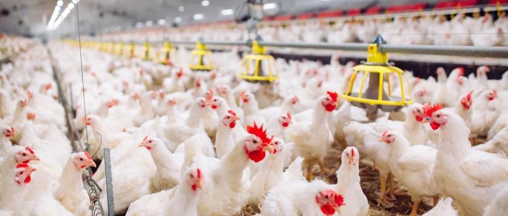 Poultry Manufacturing Global