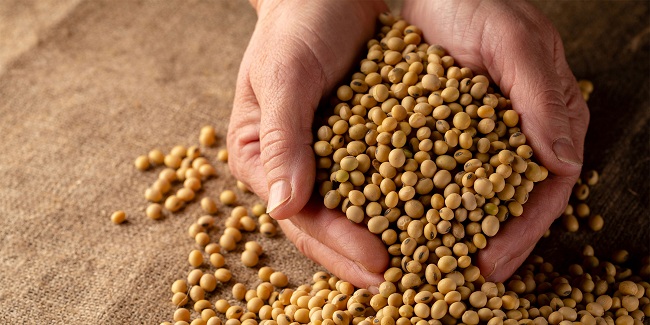Global Seed Treatment Market