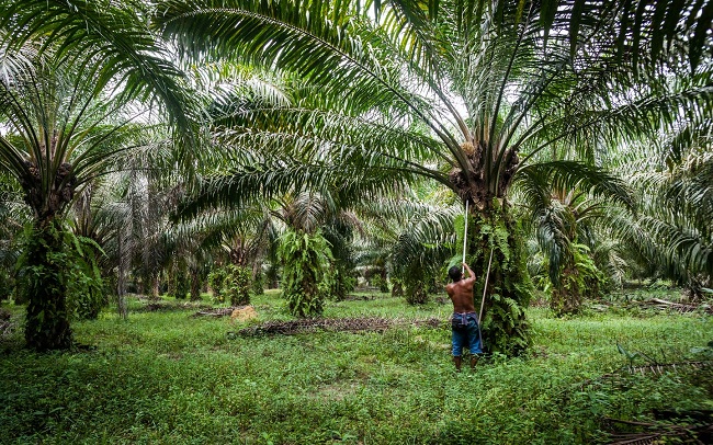 Global Sustainable Palm Oil Market