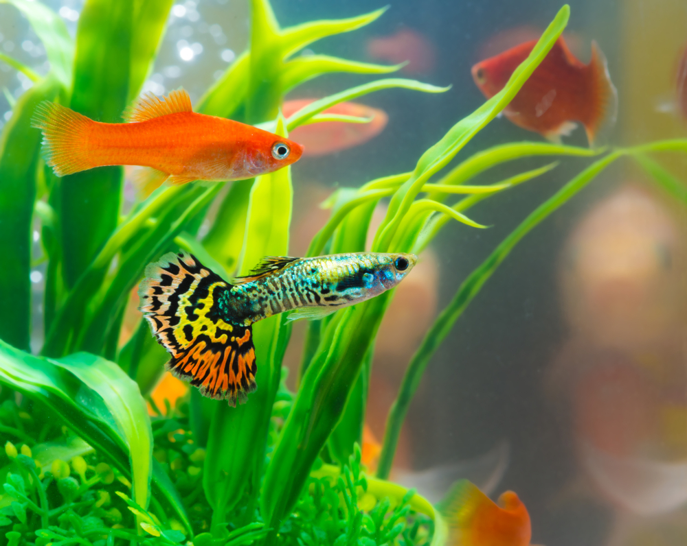 Global Freshwater Fish Market Report
