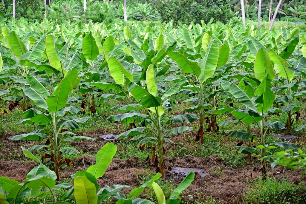 Cambodia Agriculture Market