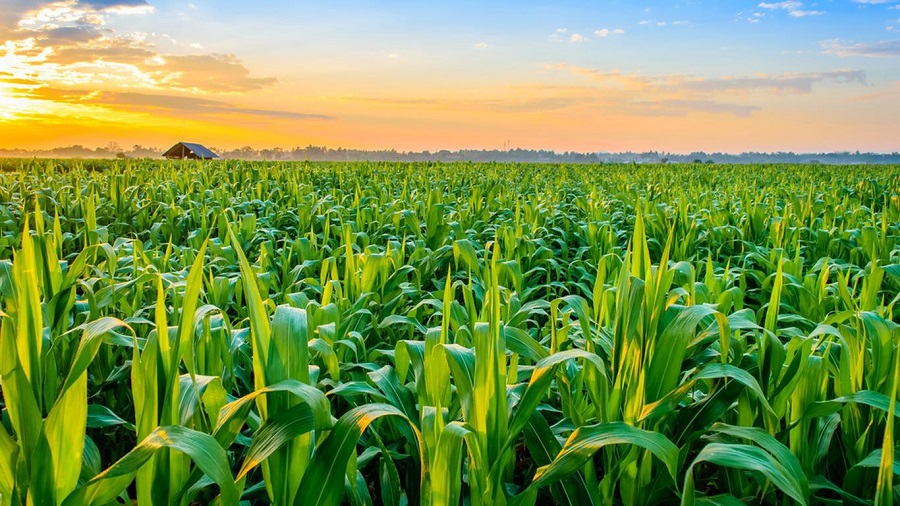 Philippines Agriculture Market
