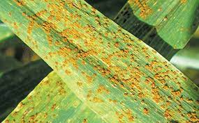 Global Fungicides Market Research Report: Ken Research