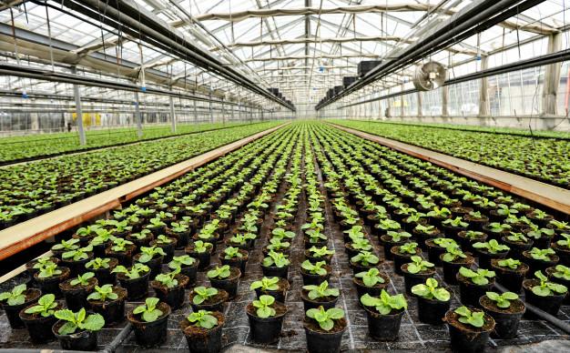 Commercial Greenhouse Market