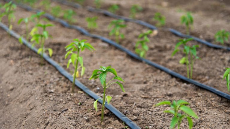 Global Drip Irrigation Market Research Report: Ken Research Global Drip Irrigation Market Research Report: Ken Research