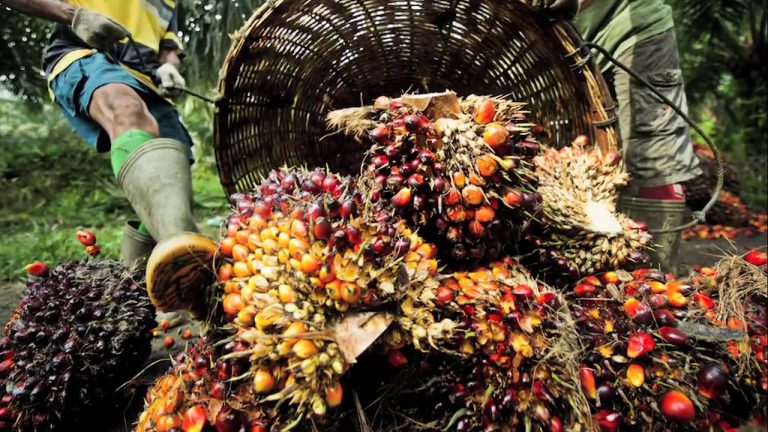 Global Sustainable Palm Oil Market Outlook: Ken Research Global Sustainable Palm Oil Market Outlook: Ken Research
