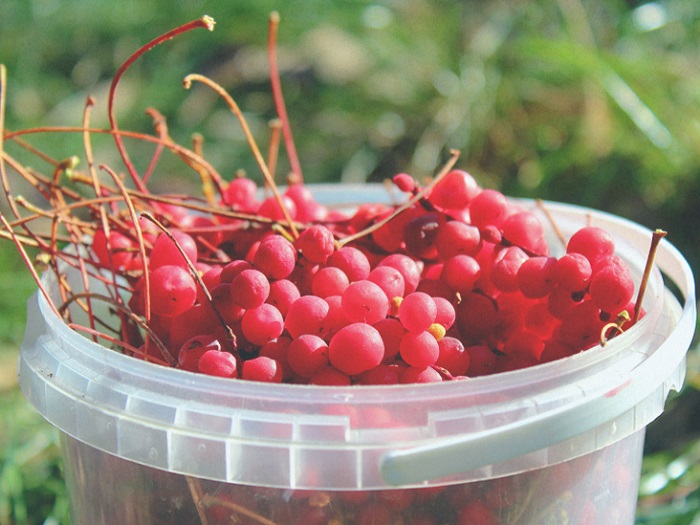 Global Schisandra Market Research Report and Analysis: Ken Research Global Schisandra Market Research Report and Analysis: Ken Research