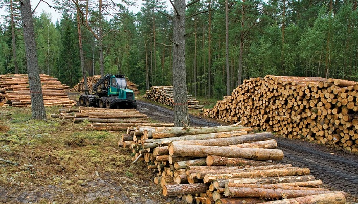 Global Timber Plants market