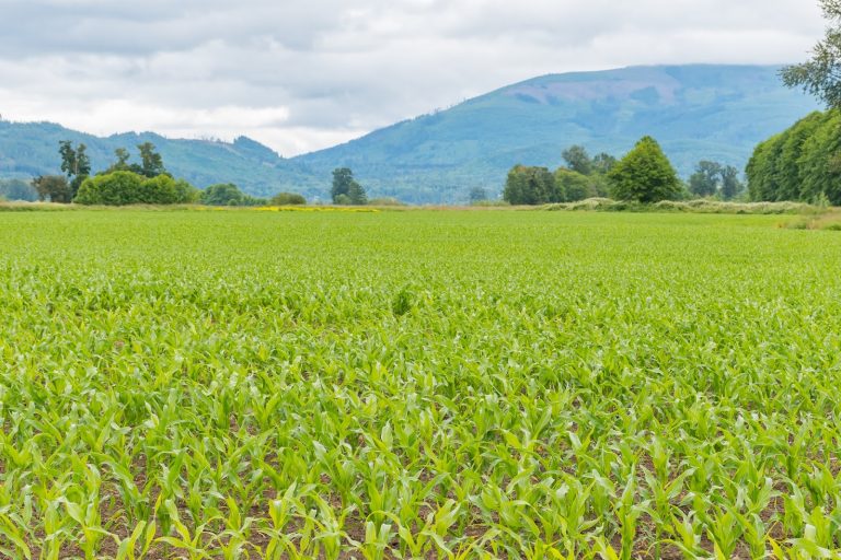 Global Bio Stimulants Industry Market – Growth Demand Forecast and Analysis (2021-2027): Ken Research Global Bio Stimulants Industry Market – Growth Demand Forecast and Analysis (2021-2027): Ken Research