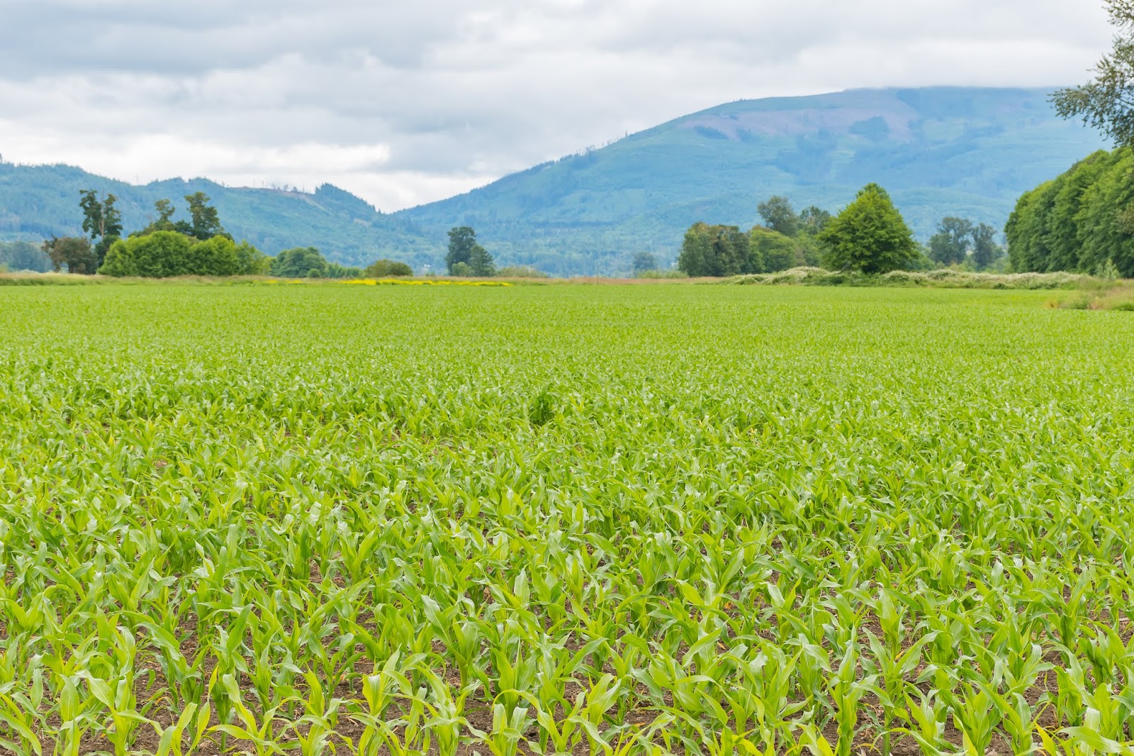 Global Bio Stimulants Industry Market – Growth Demand Forecast and Analysis (2021-2027): Ken Research