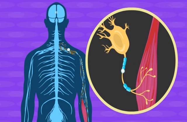 Growth in Geriatric Populations Expected to Drive North-America Amyotrophic Lateral Sclerosis Treatment Market: Ken Research