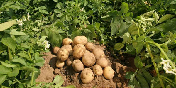 Global Potato Harvester Market Type