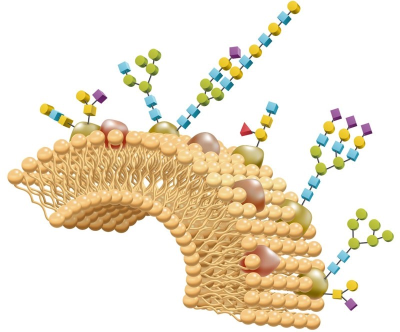 Global Glycomics Market