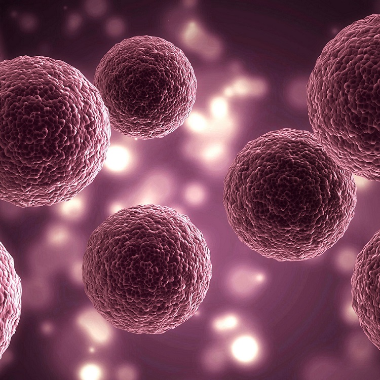 Global Organoids And Spheroids Market