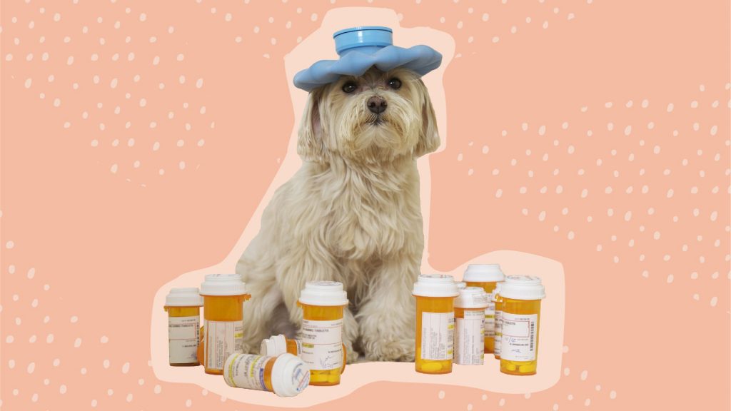 Global Pet Medications
