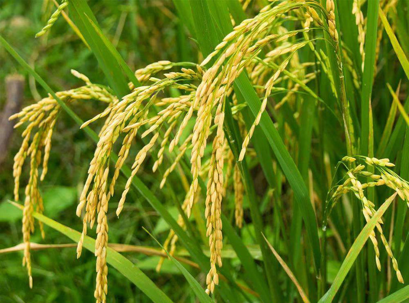 Global Rice Seed Market Growth Rate