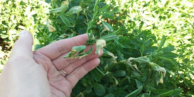Global Alfalfa market