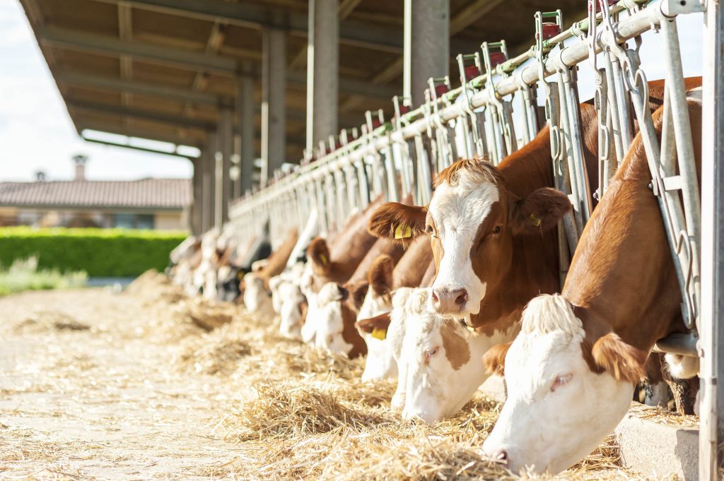 Global Animal Feed Additives Market