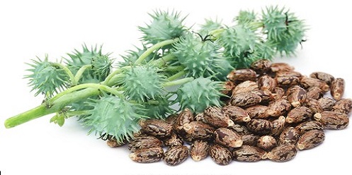 Global Castor Bean Market