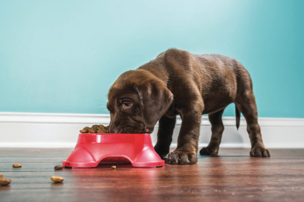 Global Pet Food Processing Market