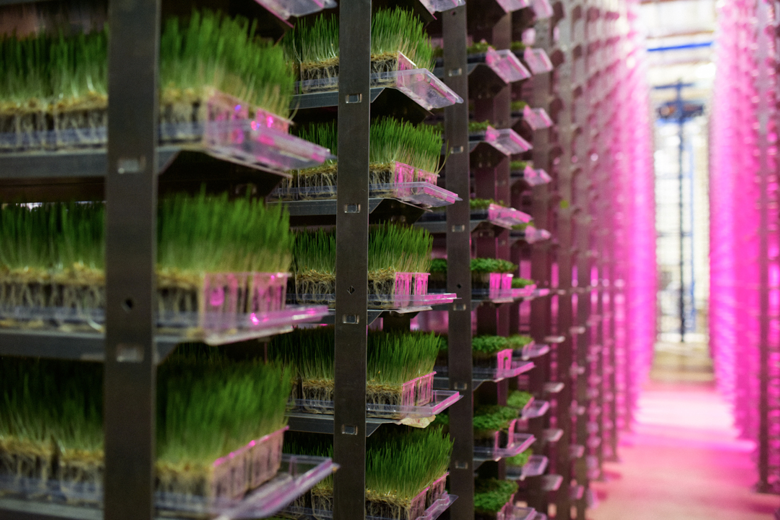 Future Growth of Global Indoor Farming Market: Ken Research