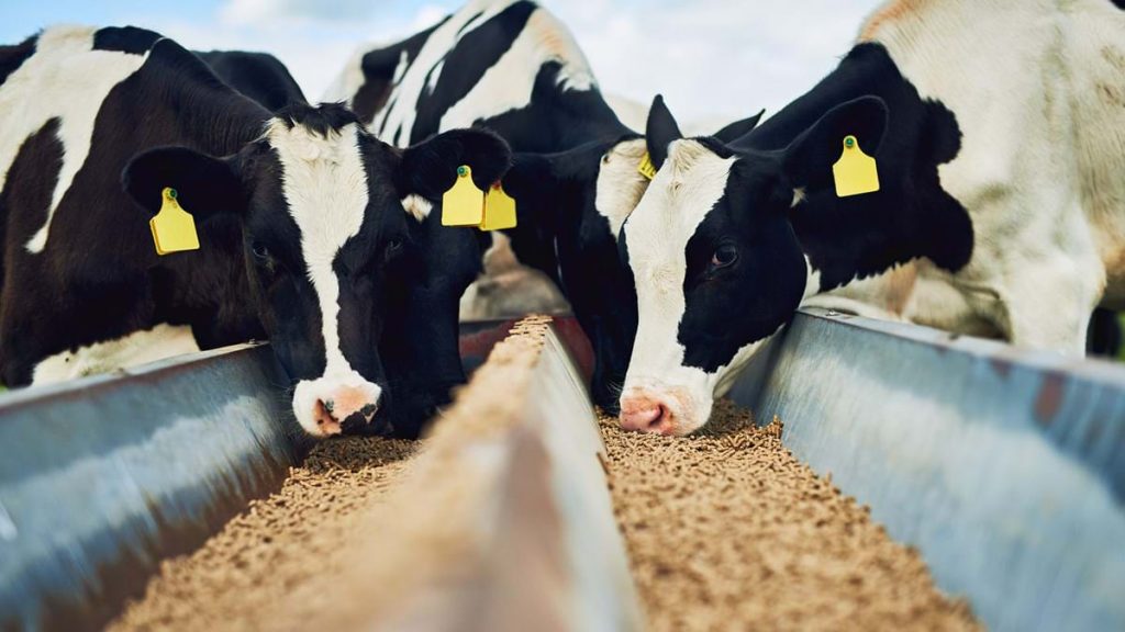 COMPOUND FEED AND ADDITIVES INDUSTRY