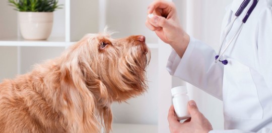 Exploring the Animal Health Market: Trends, Growth, and Revenue