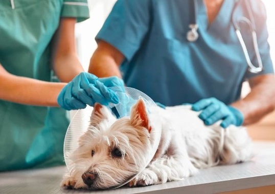 Animal care Industry research reports
