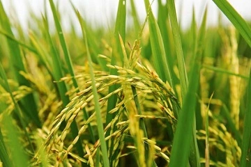 crop protection market research reports