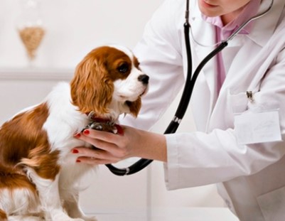 animal health market research reports