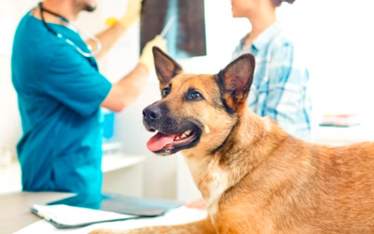 Animal Health Market Analysis: Understanding Trends and Growth